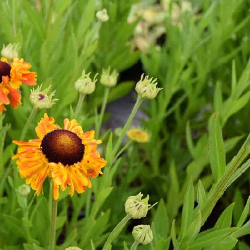 Helenium 'Sahin's Early Flowerer' ---